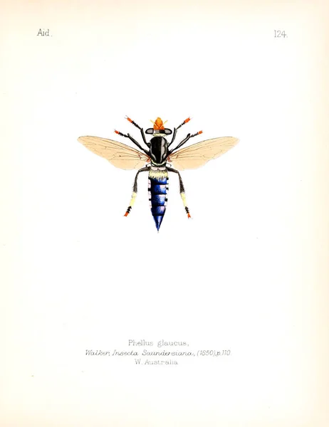 Illustration Insects Old Image — Stock Photo, Image