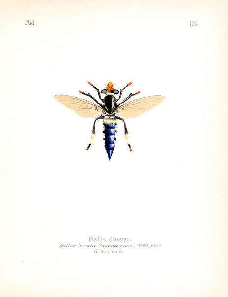 Illustration Insekter Gamla Bilden — Stockfoto