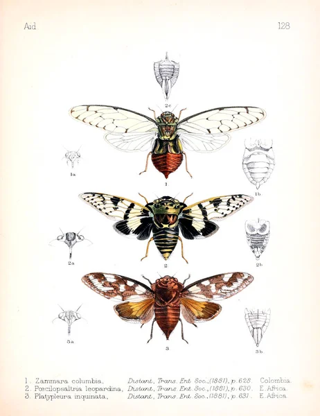 Illustration Insekter Gamla Bilden — Stockfoto