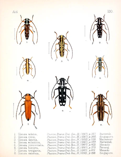 Ilustracja Owadów Stary Obraz — Zdjęcie stockowe