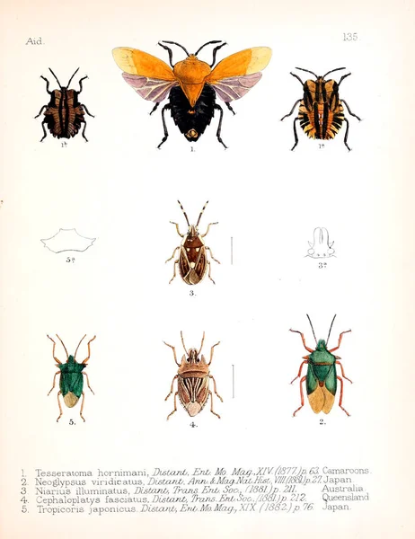 Ilustrace Hmyzu Starý Obrázek — Stock fotografie