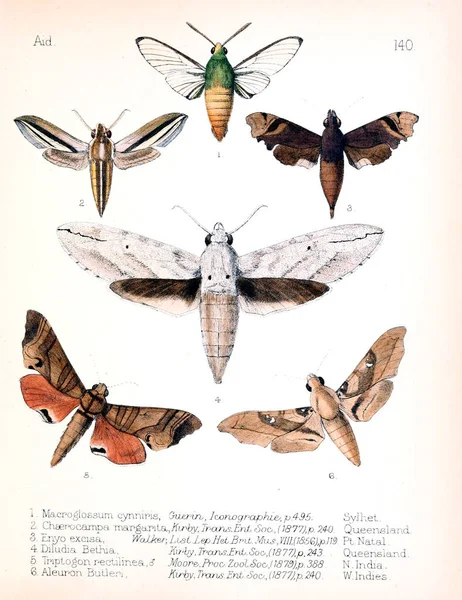 Ilustrarea Insectelor Imagine Veche — Fotografie, imagine de stoc