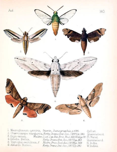 Illustration Insectes Ancienne Image — Photo