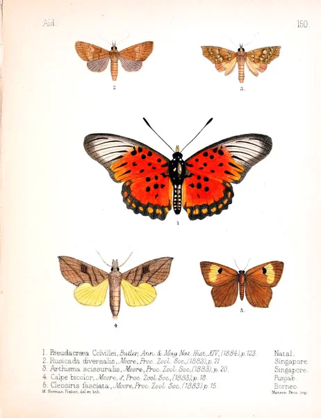 Illustration Insekter Gamla Bilden — Stockfoto