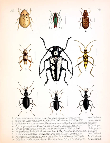 Illustration Insectes Ancienne Image — Photo