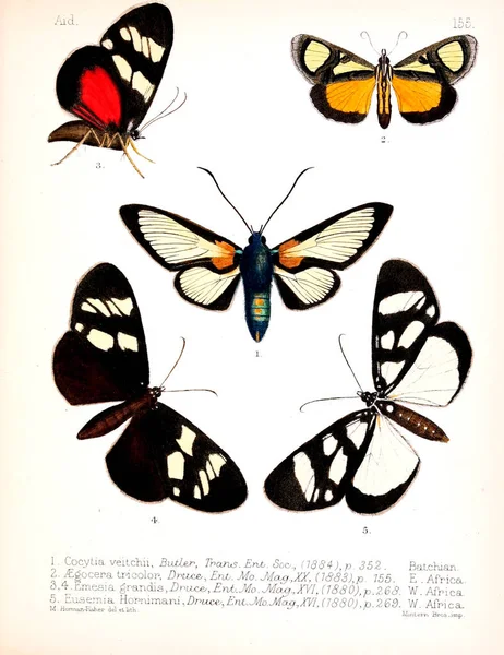 Illustration Insectes Ancienne Image — Photo