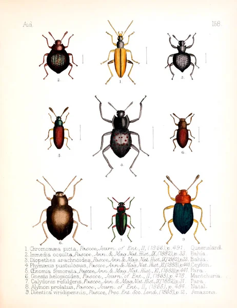 Illustration Insectes Ancienne Image — Photo