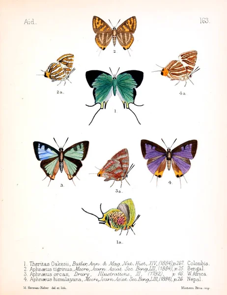 Illustration Insectes Ancienne Image — Photo