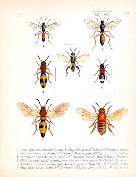 Ábra Rovarok Régi Kép — Stock Fotó