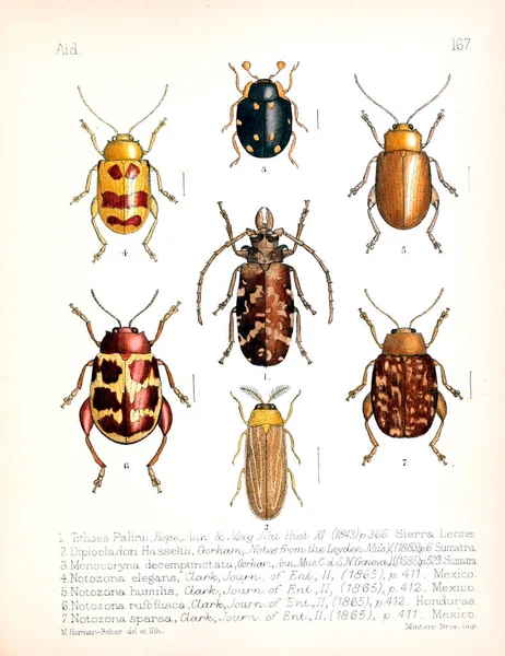 Ilustrace Hmyzu Starý Obrázek — Stock fotografie
