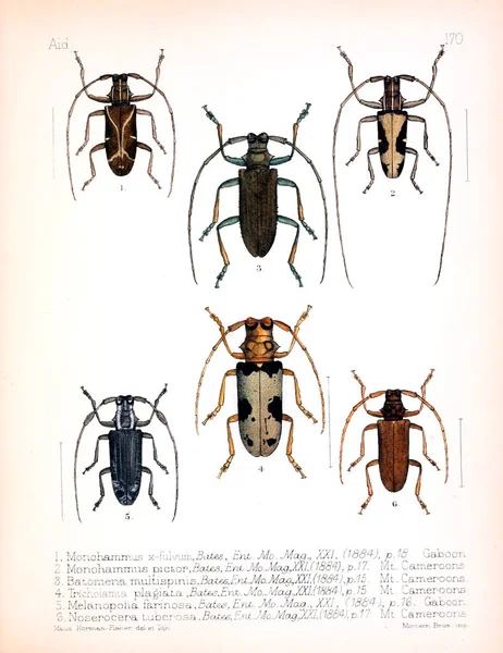 Illustration Von Insekten Altes Bild — Stockfoto