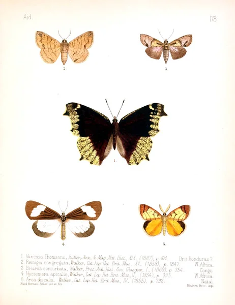 Ilustracja Owadów Stary Obraz — Zdjęcie stockowe