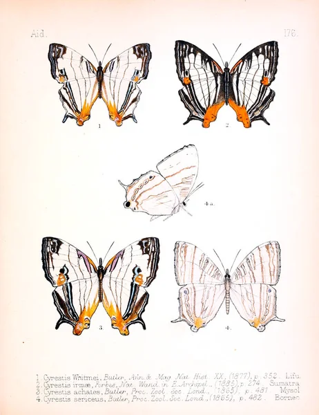 Ilustracja Owadów Stary Obraz — Zdjęcie stockowe