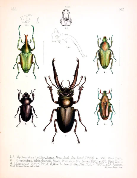 Illustration Von Insekten Altes Bild — Stockfoto