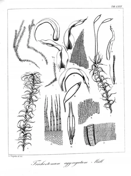 Yosun Illustration. Eski resim