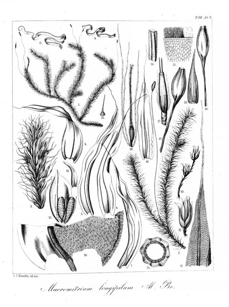 藻類のイラスト 古いイメージ — ストック写真