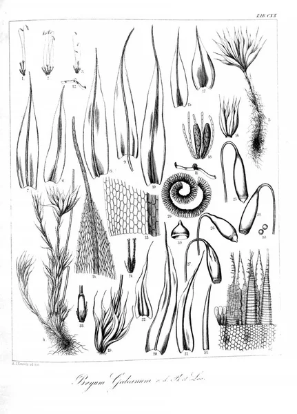 Illustration of algae. Old image