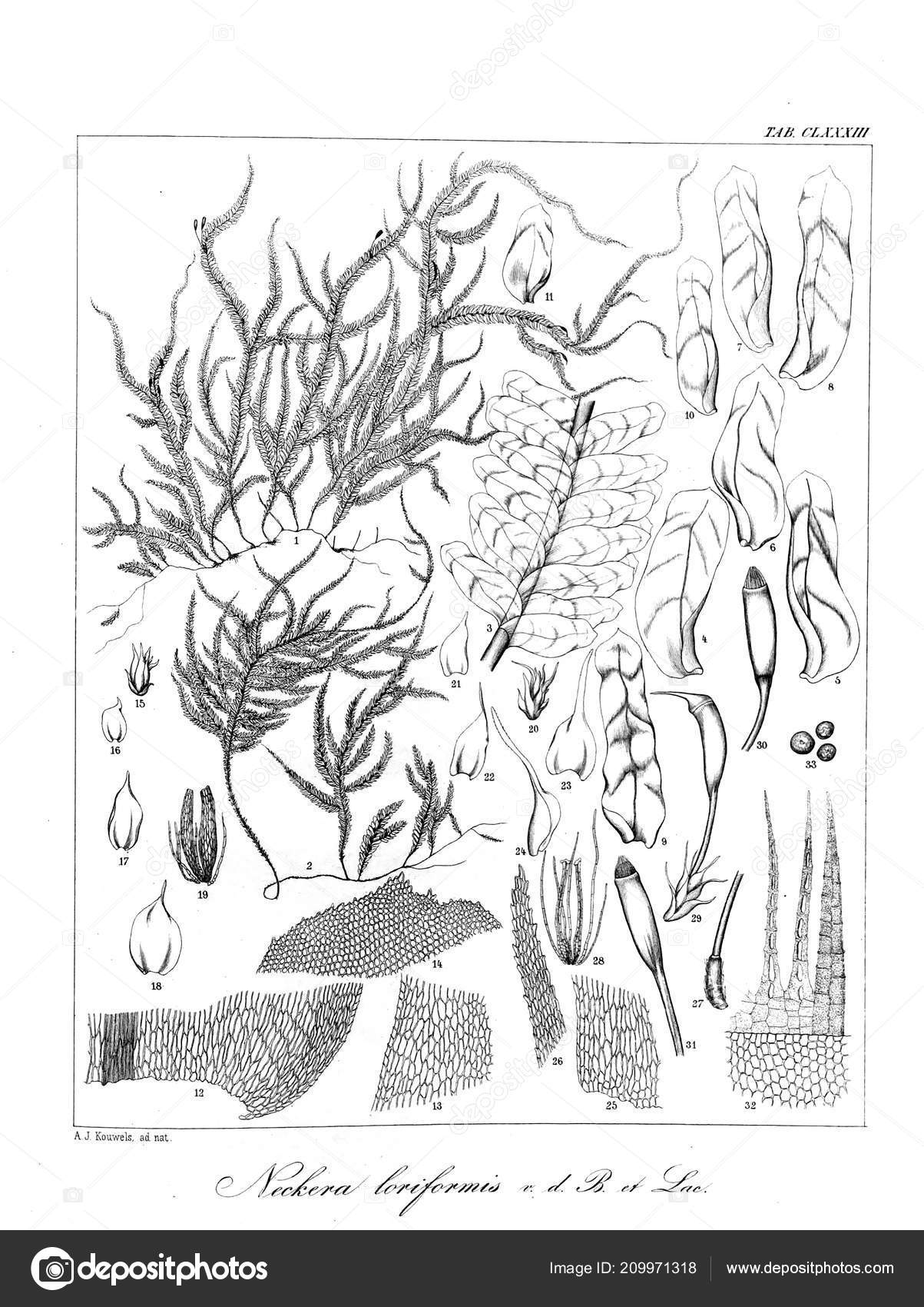 藻類のイラスト 古いイメージ ストック写真 C Ruskpp