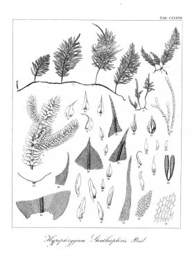 Yosun Illustration. Eski resim