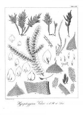 Yosun Illustration. Eski resim