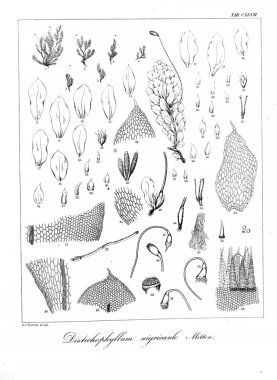 Yosun Illustration. Eski resim