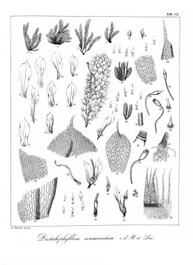 Yosun Illustration. Eski resim