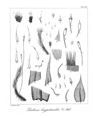 Yosun Illustration. Eski resim