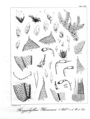 Yosun Illustration. Eski resim