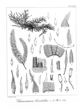 Yosun Illustration. Eski resim