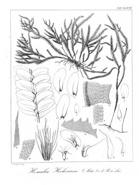 Yosun Illustration. Eski resim