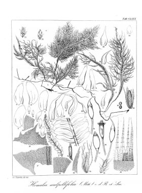 Yosun Illustration. Eski resim