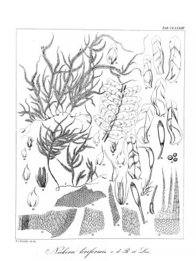 Yosun Illustration. Eski resim