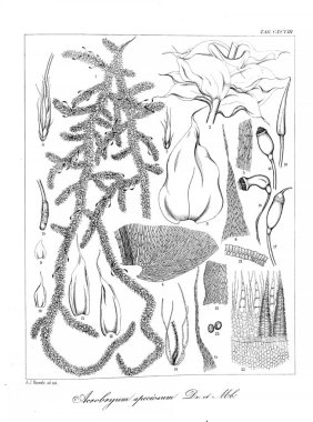 Yosun Illustration. Eski resim