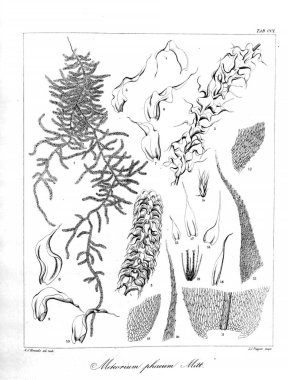 Yosun Illustration. Eski resim