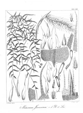 Yosun Illustration. Eski resim