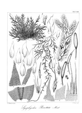 Yosun Illustration. Eski resim