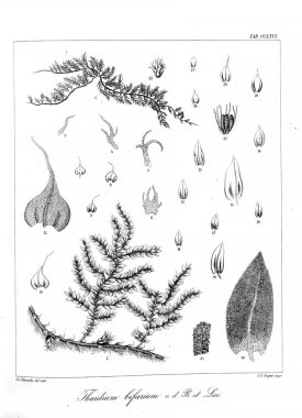 Yosun Illustration. Eski resim