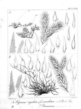 Yosun Illustration. Eski resim