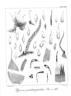 Yosun Illustration. Eski resim