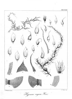 Yosun Illustration. Eski resim