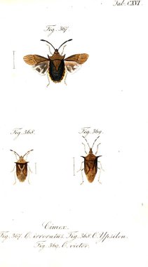 Böcekler Illustration. Eski resim