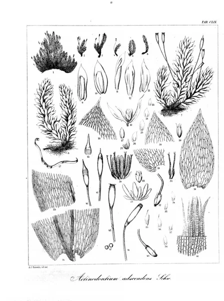 Illustration Algae Old Image — Stock Photo, Image