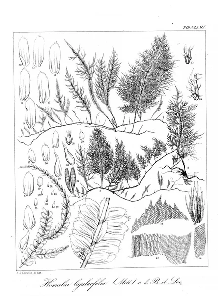 Yosun Illustration. Eski resim