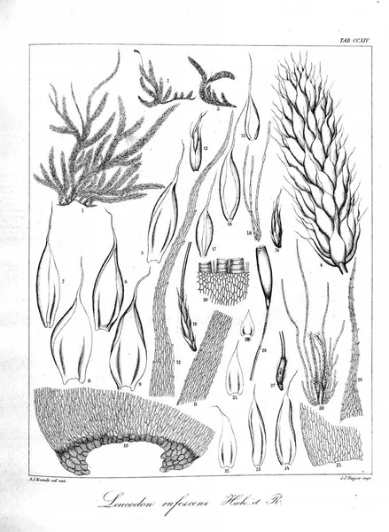 藻類のイラスト 古いイメージ — ストック写真