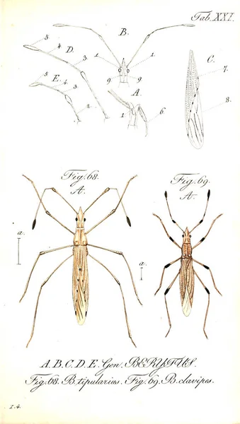 Illustration Von Insekten Altes Bild — Stockfoto