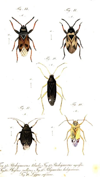 Ilustracja Owadów Stary Obraz — Zdjęcie stockowe