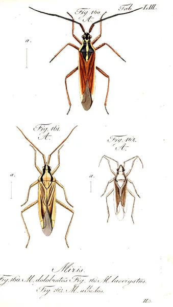 Illustration Von Insekten Altes Bild — Stockfoto