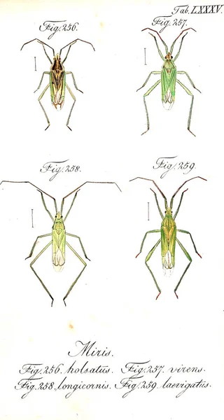 Illustration Insectes Ancienne Image — Photo