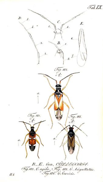 Illustratie Van Insecten Oude Beeld — Stockfoto