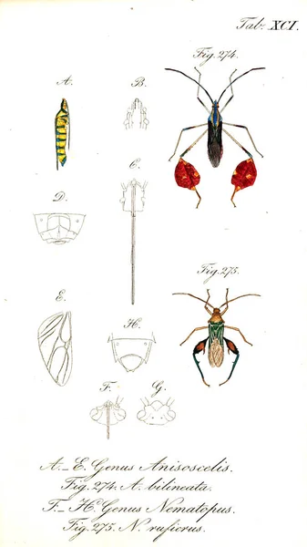 Ábra Rovarok Régi Kép — Stock Fotó